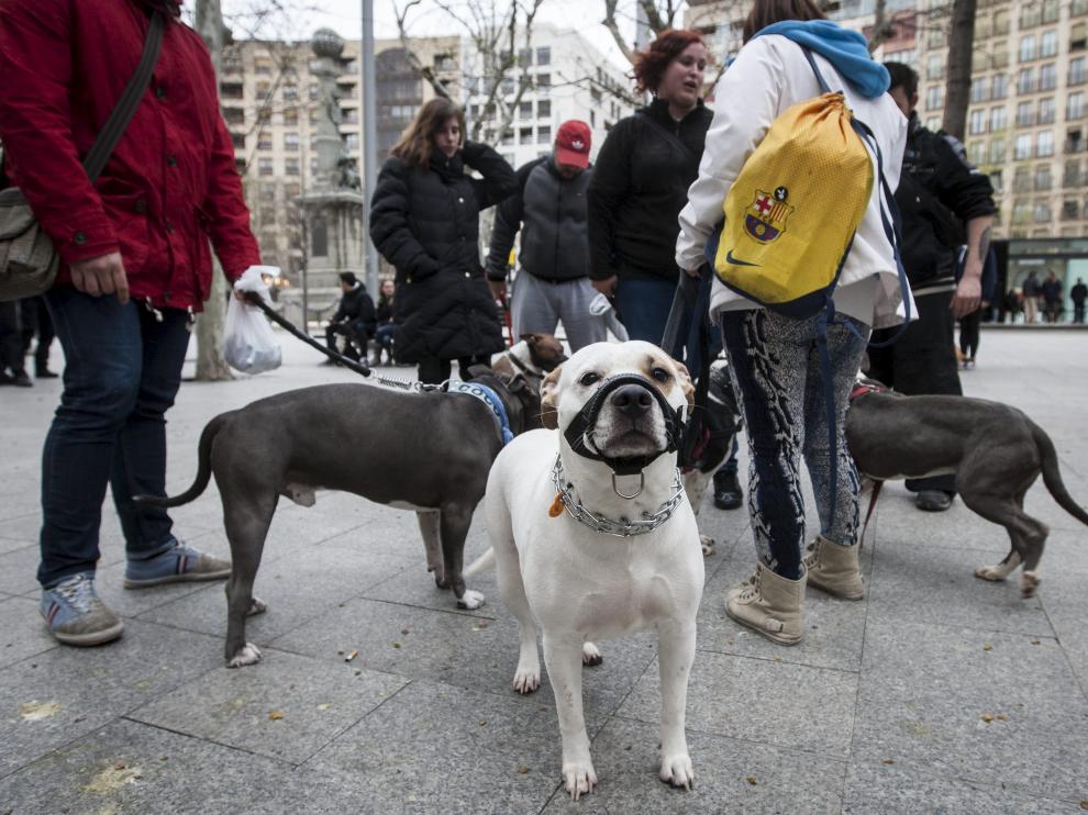 Manifestación en apoyo a las razas de los perros potencialmente peligrosos en Zaragoza.