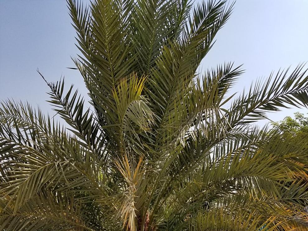 palmera