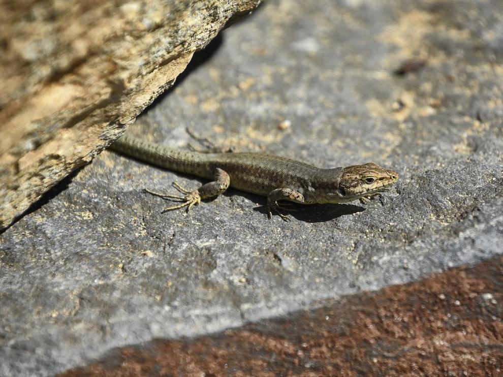 lizard-4073935_960_720