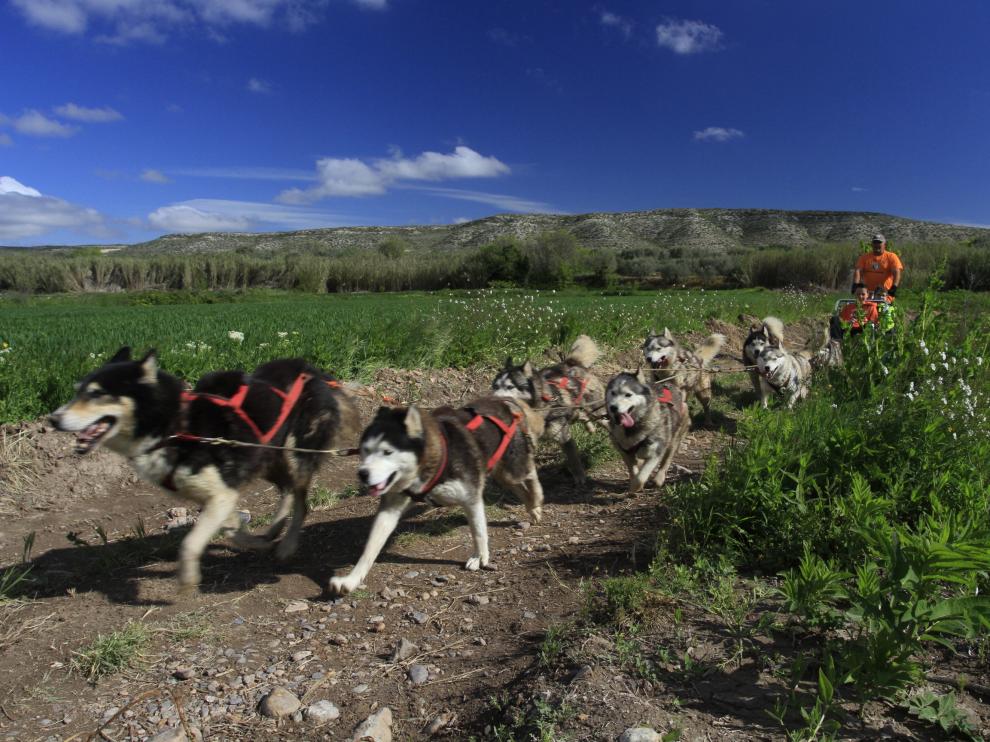 Mushing entre viñedos une el contacto con la naturaleza y el mundo del vino.