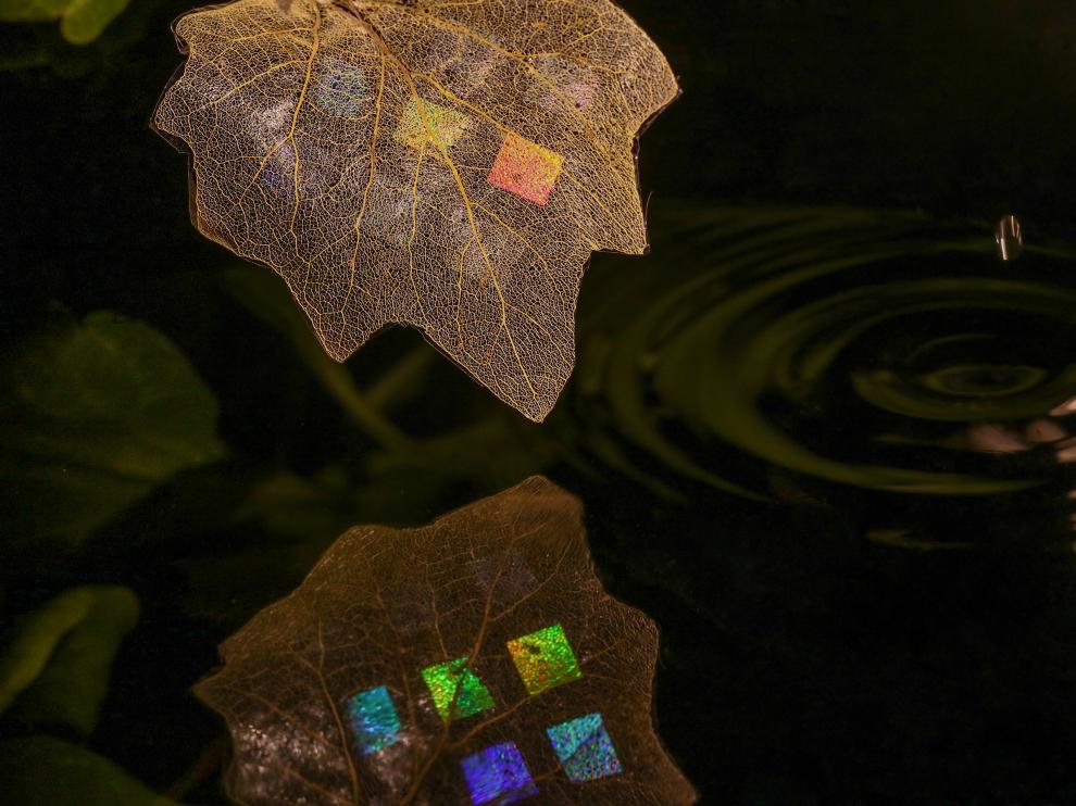 'Trampa de luz', imagen premiada en la modalidad General del certamen Fotciencia. Cristiano Matricardi