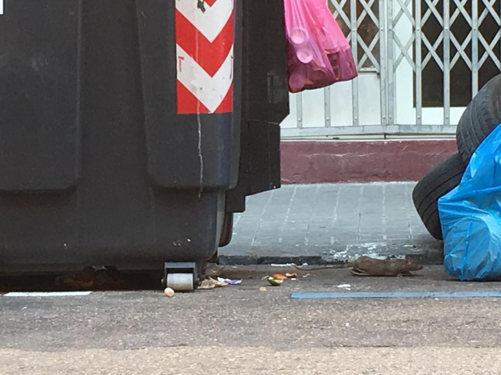 Los vecinos de Escosura denuncian la presencia de ratas y basura en la vía pública.