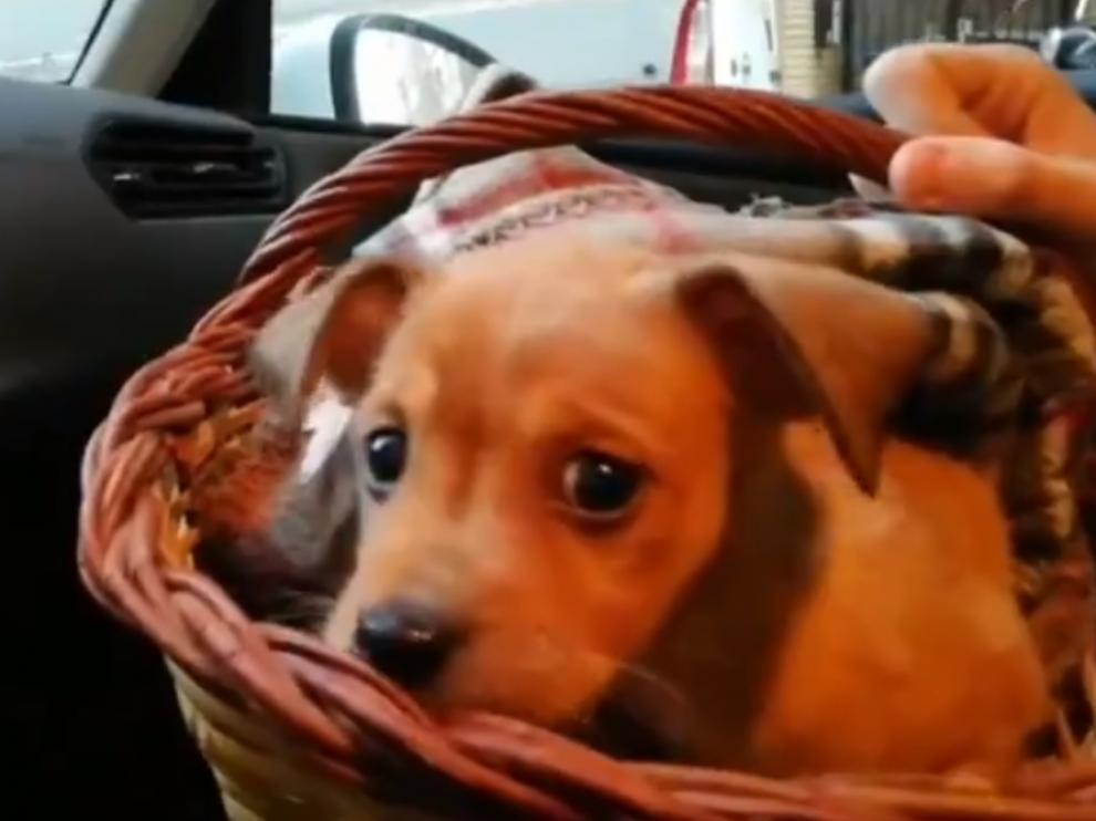 El cachorro fue recogido ayer en la calle Borja del barrio zaragozano de Las Delicias