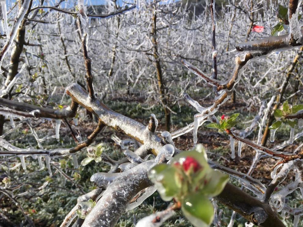 Brotes de un frutal en Calatayud amenazado por las heladas