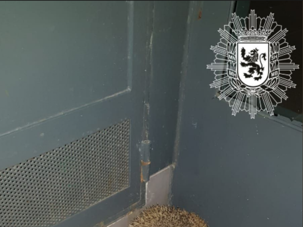 El erizo fue encontrado en un portal.