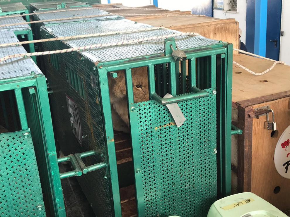 Evacuados a Jordania los animales del zoológico de Gaza por falta de recursos.