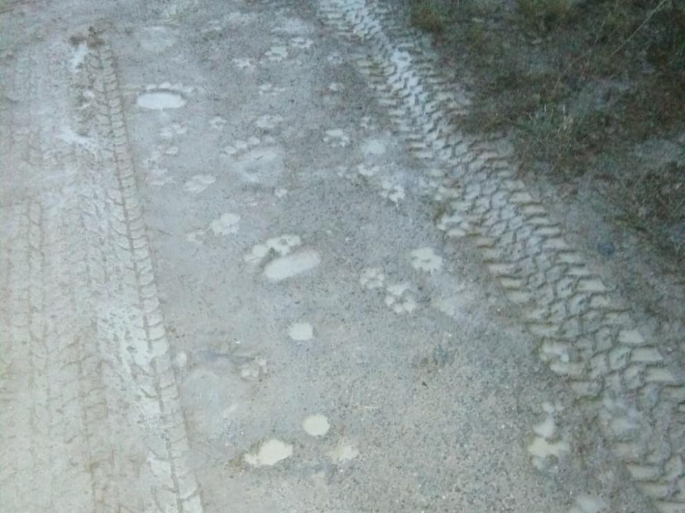 Las huellas fueron descubiertas por un vecino de Hecho cuando paseaba por una pista forestal cerca del campin.