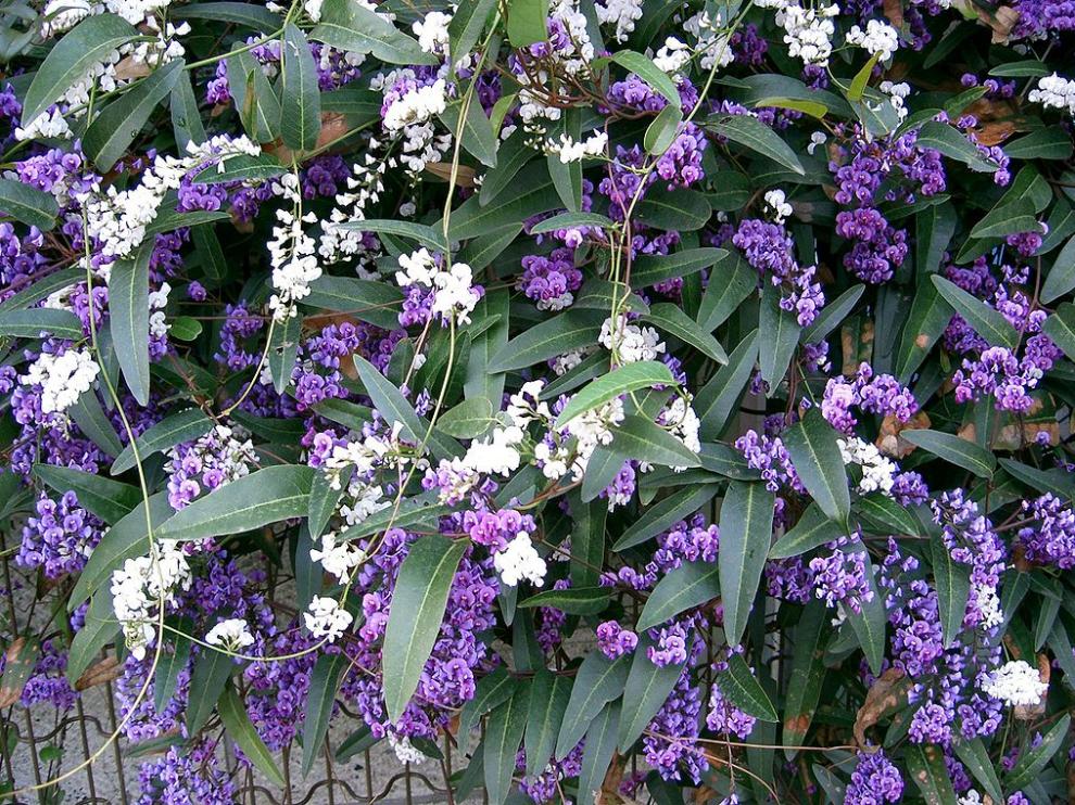 Una hardenbergia en floración