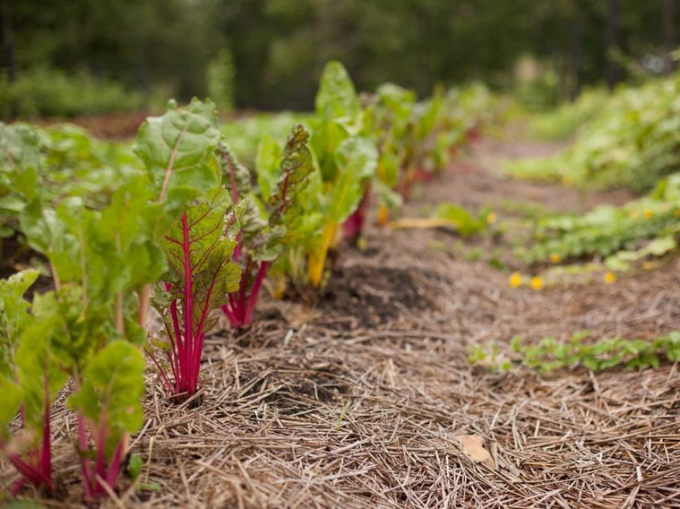 Vegetales ya plantados en un huerto