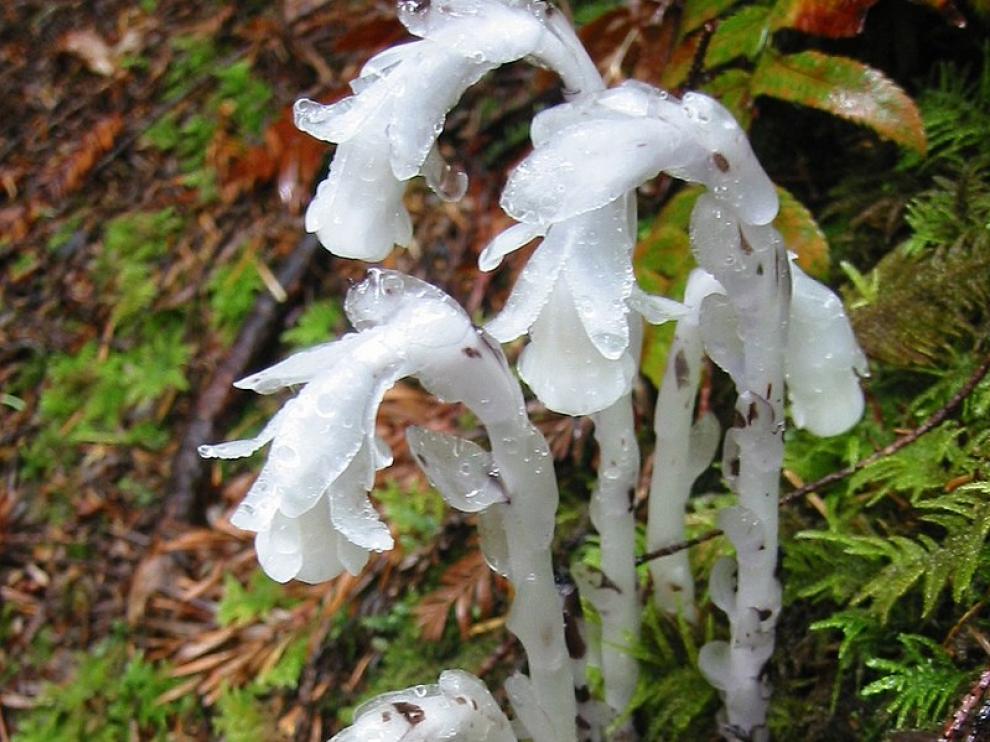 Monotropa uniflora