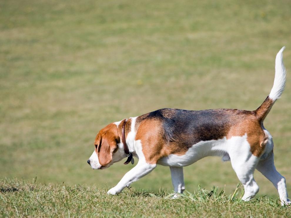 El estudio se hizo con cuatro perros de la raza beagle.