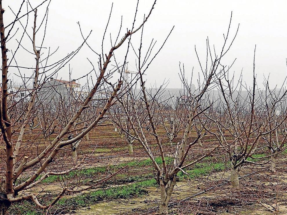 Foto de archivo de frutales, un lugar donde si se plantan ciertas especies vegetales se puede ayudar a estas poblaciones de insectos. Digital Fraga TV