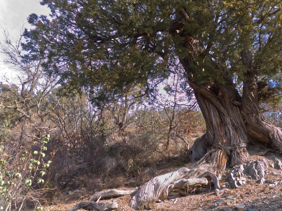 Un árbol del Sabinar de Olalla.