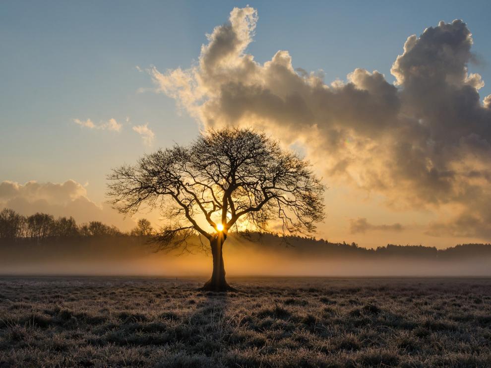 Deseo, fruto del gran árbol