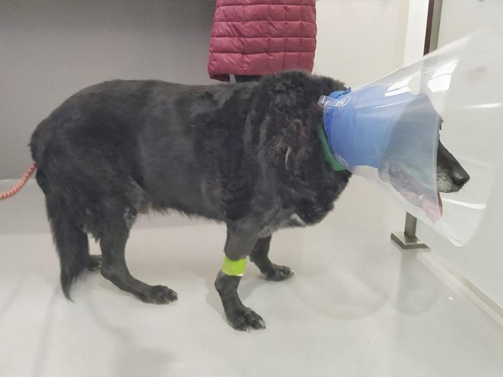 El perro Lupo, después de ser atendido en el veterinario por el ataque que sufrió.