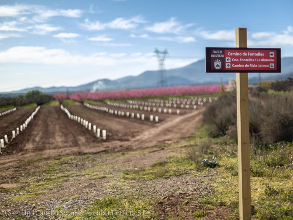 Campos de cerezos en La Almunia.