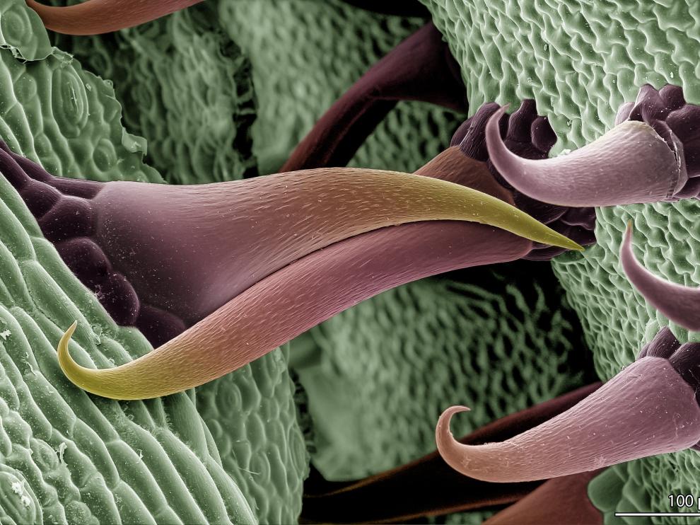 'Entrelazados', premio Fotciencia en la modalidad Micro