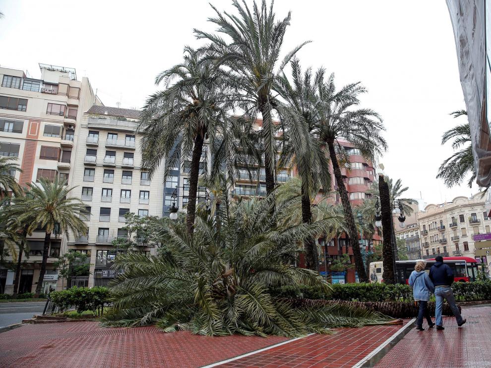 Palmeras derribadas por el viento en Valencia