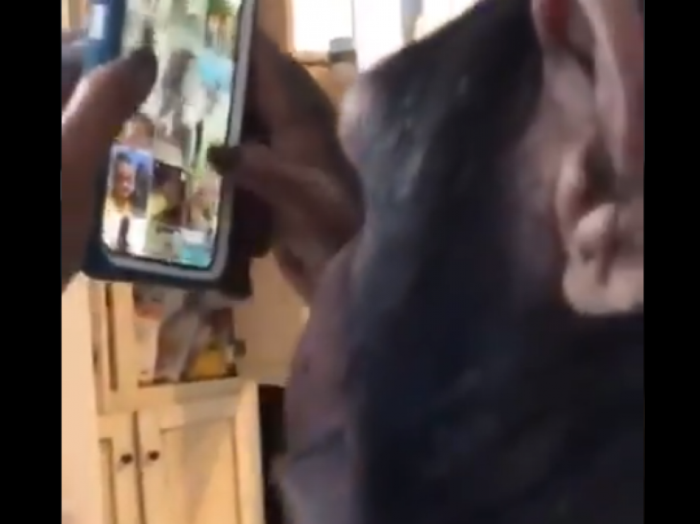 El primate mira vídeos e imágenes de otros animales en Instagram.
