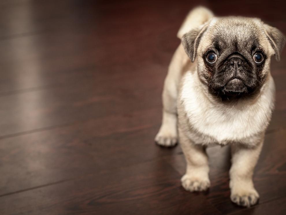 Los perros zaragozanos pueden entrar a los bares (a algunos) coin sus dueños.
