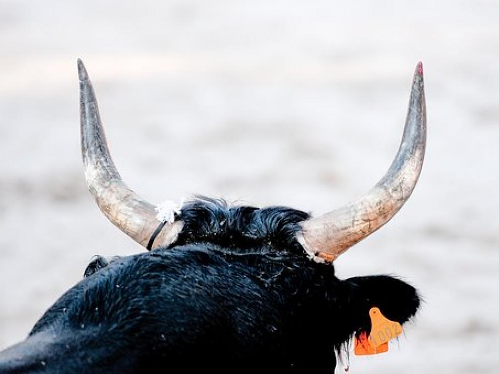 Imagen de archivo de un toro