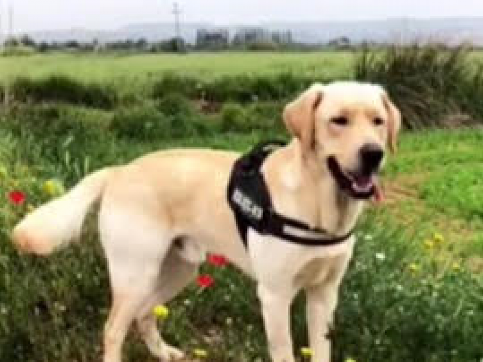 Ron, el perro desaparecido en Pinseque.