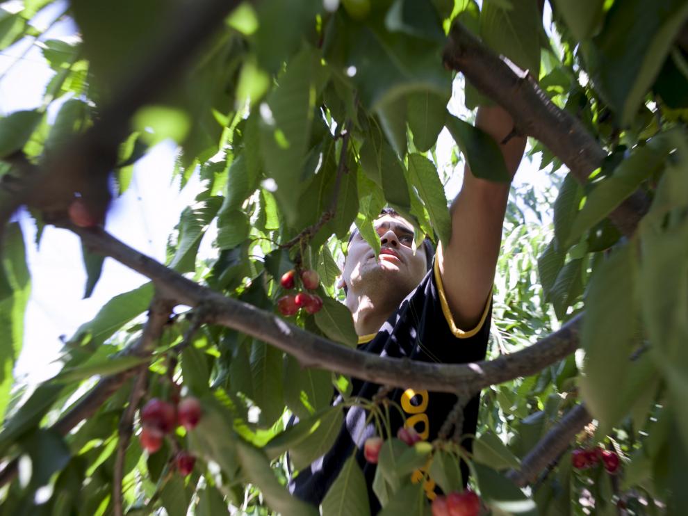 Un trabajador realiza laborales de recolección en una explotación frutícola.