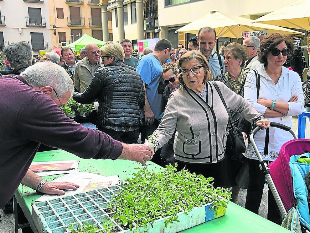 Reparto de planta de tomate rosa en la X Jornada del Plantero en Barbastro, el pasado 1 de mayo.