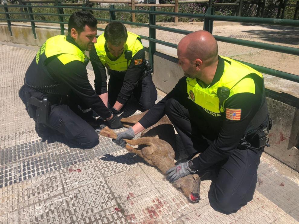 El corzo herido fue localizado en la calle Salvador de Madariaga con el Camino de las Torres.
