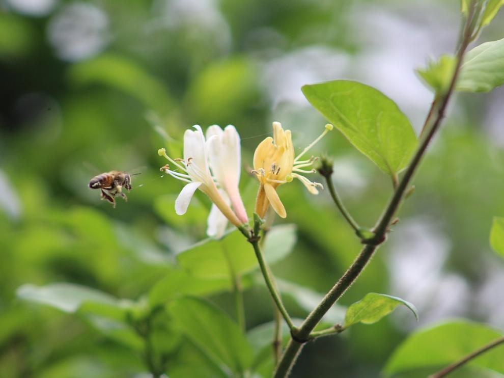 Las abejas son unos de los protagonistas de la biodiversidad