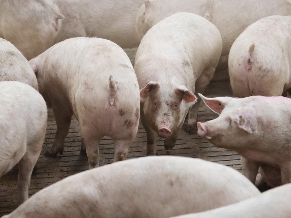 Granja de cerdos en la provincia de Teruel