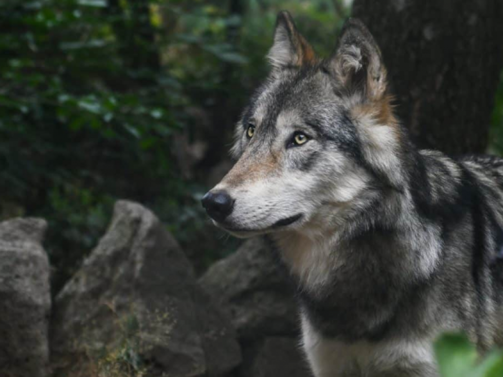 Lobo.