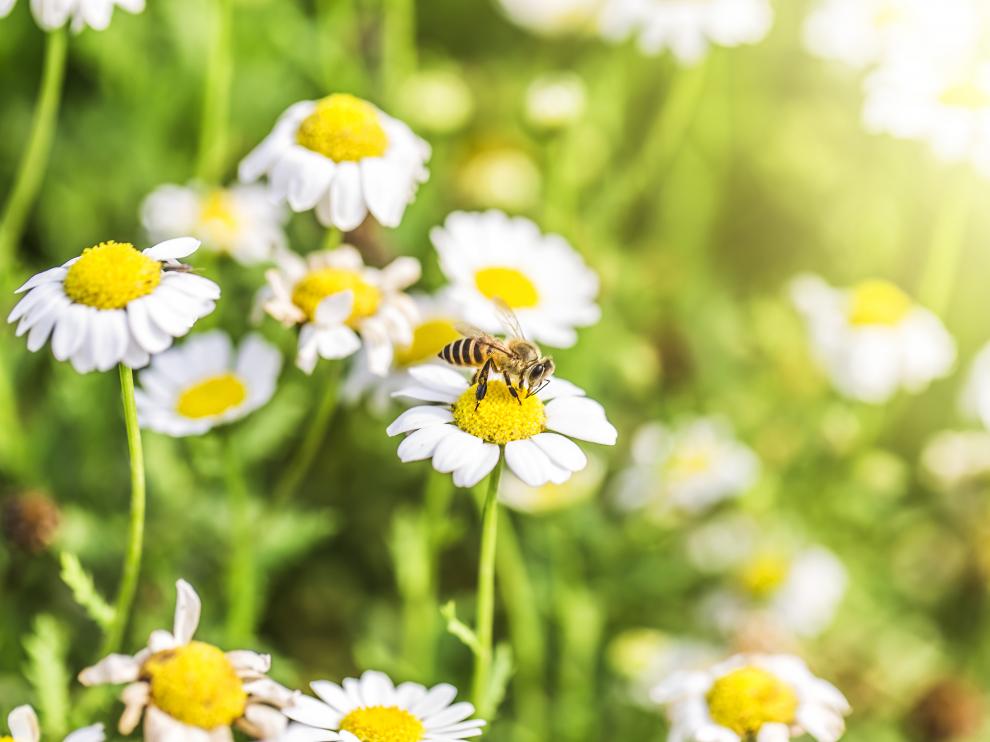 Las plantas generan un jugo dulzón, que atrae a las abejas