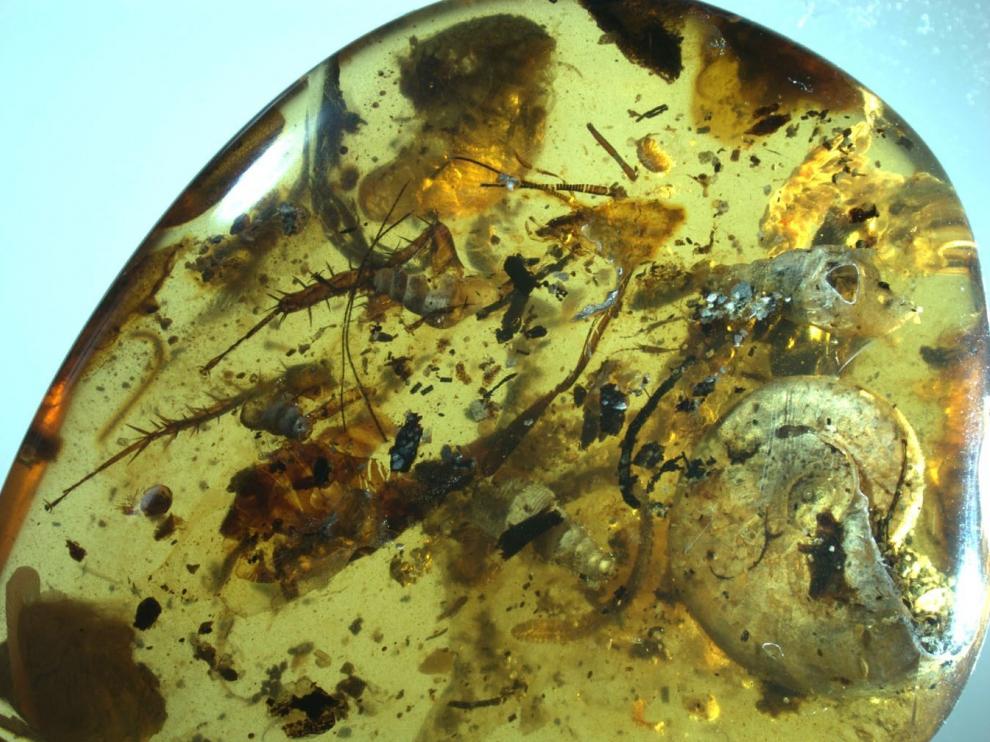 Amonite atrapado en la resina fosilizada de una gota de ámbar.