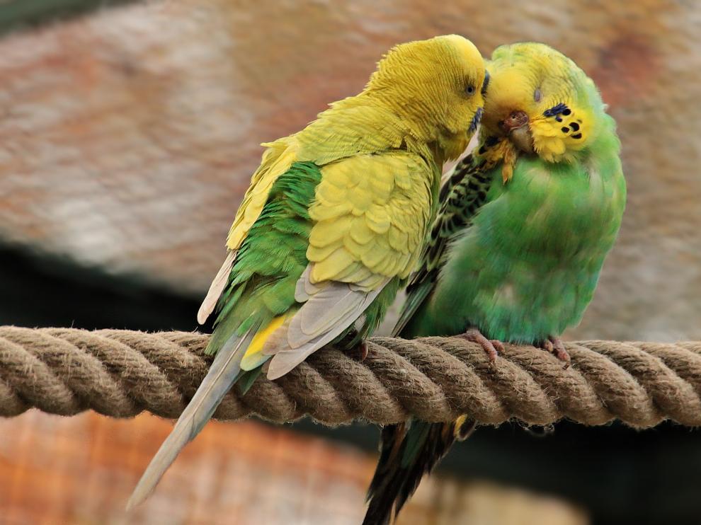 Periquitos, animales domésticos, aves, mascotas