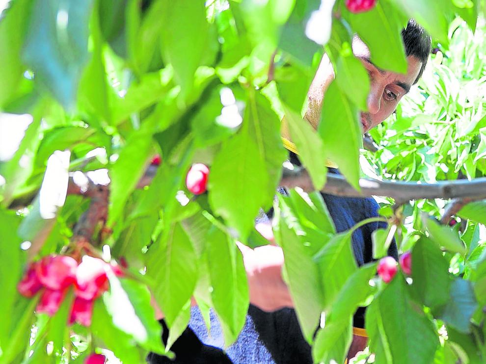 Un trabajador recoge cerezas en una explotación frutícola de La Almunia de Doña Godina (Zaragoza).
