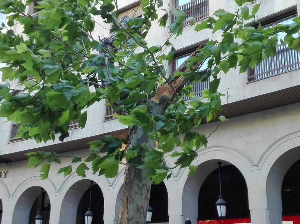 El cierzo azota a los árboles de Plaza Aragón