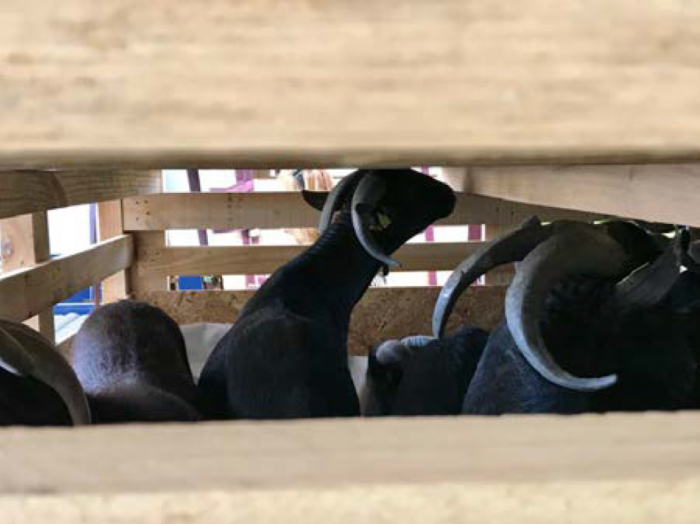 Algunas de las cabras en el interior de las cajas en las que han sido transportadas.