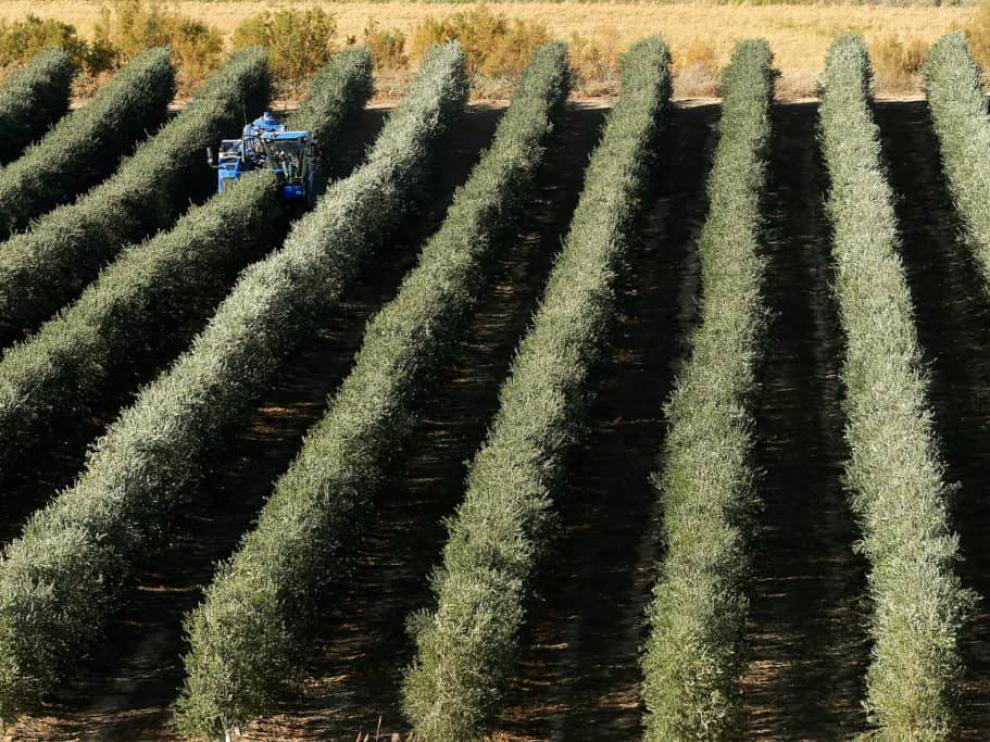 Uno de los campos de olivos de Flor de Sal.
