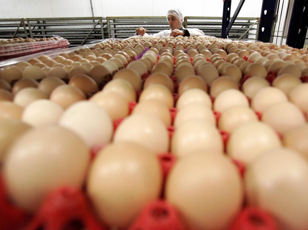 An employee of a poultry farm examines eggs in Volnay, western France February 23, 2006. Further cases of bird flu continue to be discovered in France sending poultry prices lower and forcing many farmers to destroy their stocks. REUTERS/Franck Prevel BIRDFLU FRANCE