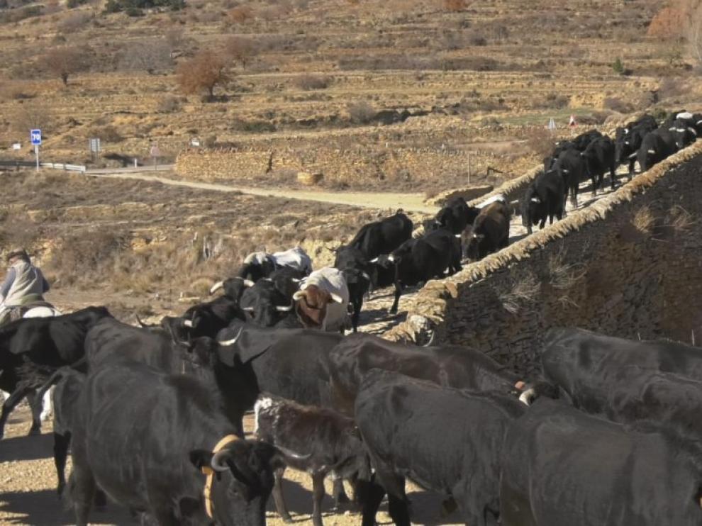 Un rebaño de vacas avileñas pasan por el puente medieval de La Puebla de San Miguel, durante la trashumancia en el Maestrazgo.