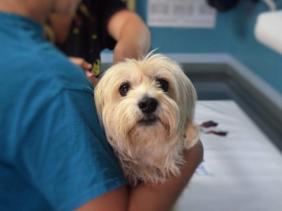 clínica veterinaria