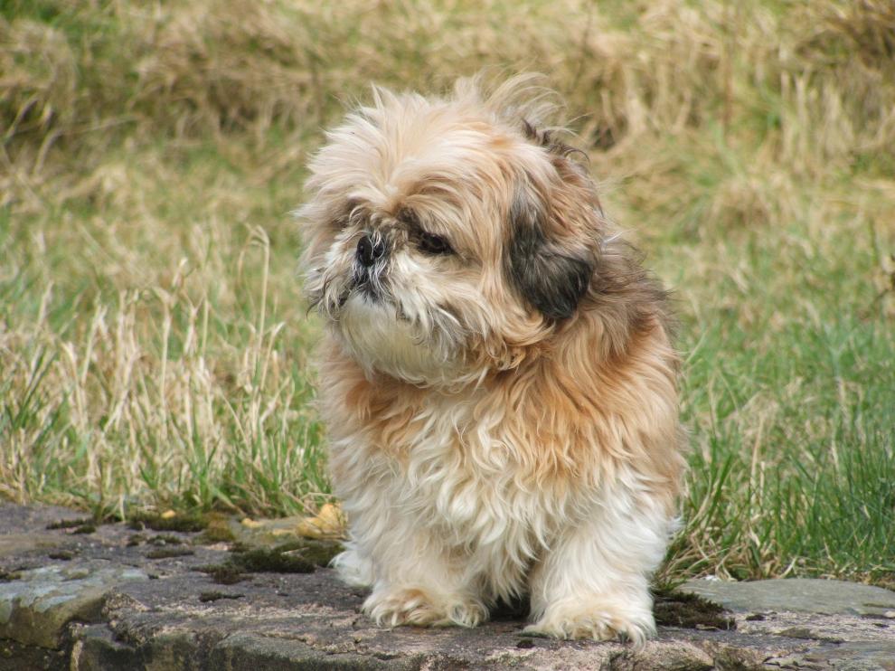 Un perro de la raza shih tzu