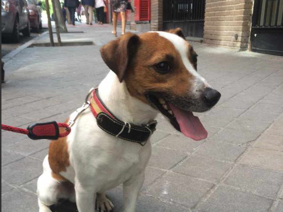 Pecas, el perro de Esperanza Aguirre.
