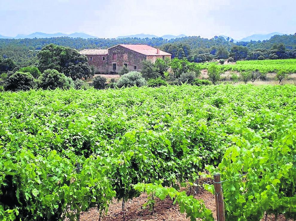 Viñas de Lagar d’Amprius en la comarca turolense del Matarraña.