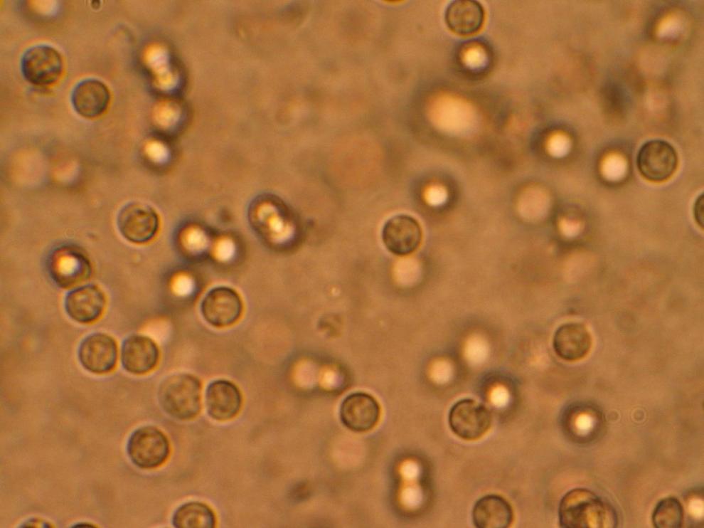 células