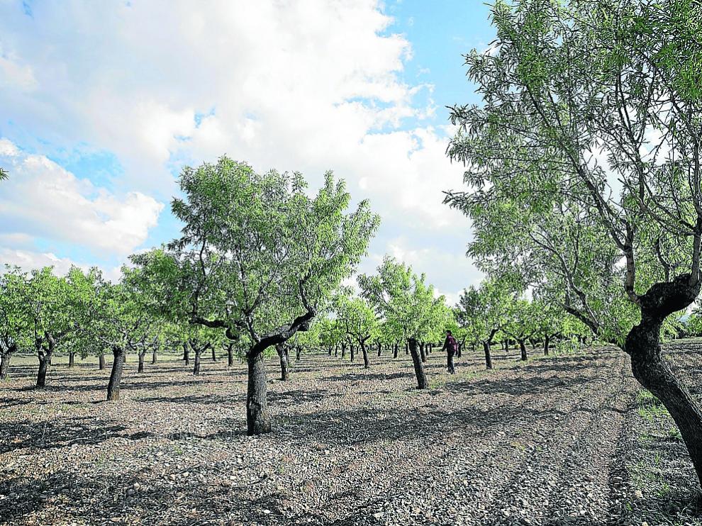 Explotación de almendro en una localidad de la comarca turolense de Gúdar.