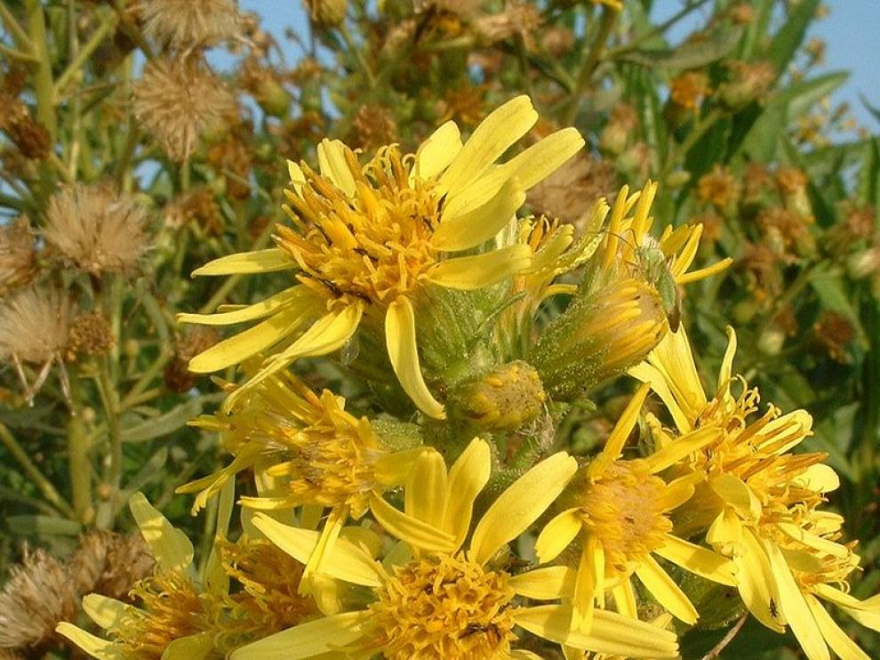 Flores de la olivarda
