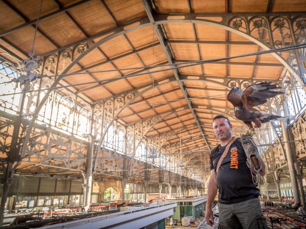 José Antonio Martínez, adiestrador profesional, lleva tres años al cargo del águila