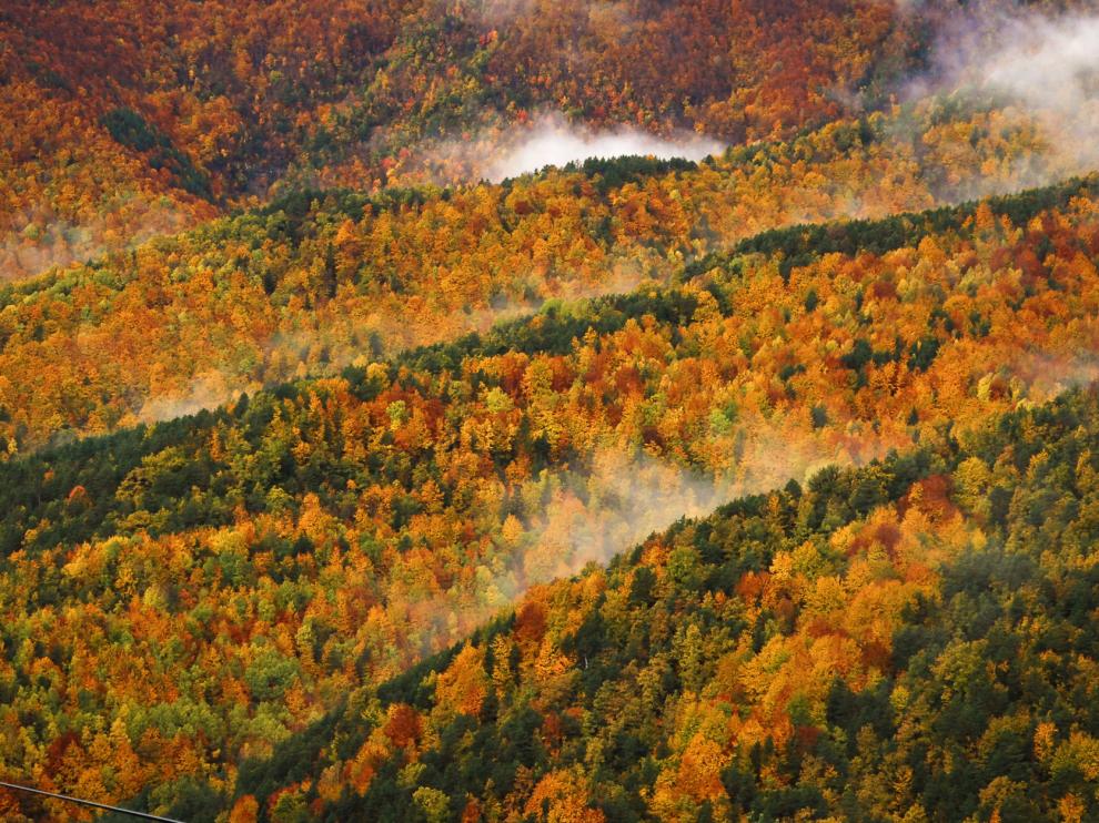 Foto de un bosque en Fanlo, Primer Premio de Fotografía Europarc de bosques maduros.